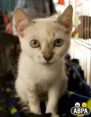 Gato raça SRD idade 2 a 6 meses nome Branca de Neve