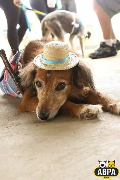 Cachorro raça SRD idade 6 ou mais anos nome Mel
