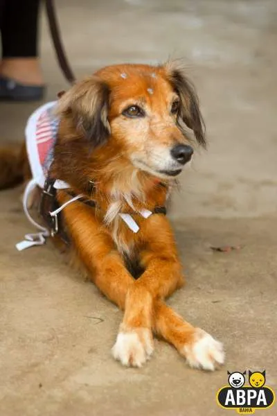 Cachorro raça SRD idade 6 ou mais anos nome Mel