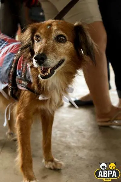 Cachorro raça SRD idade 6 ou mais anos nome Mel