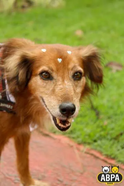 Cachorro raça SRD idade 6 ou mais anos nome Mel