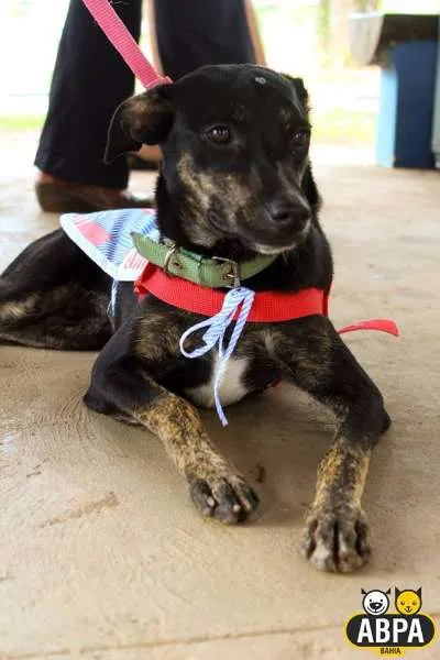 Cachorro raça SRD idade 7 a 11 meses nome Rubi