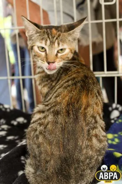 Gato raça SRD idade 2 a 6 meses nome Nina