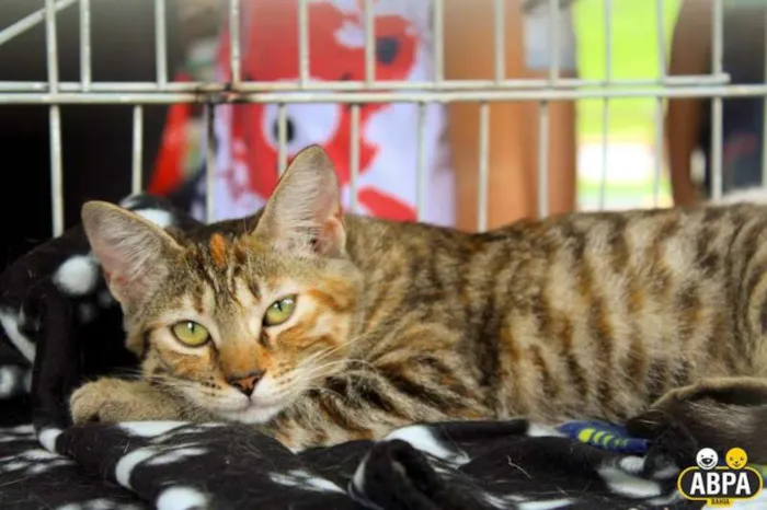 Gato raça SRD idade 2 a 6 meses nome Nina