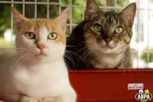 Gato raça SRD idade 3 anos nome Mari