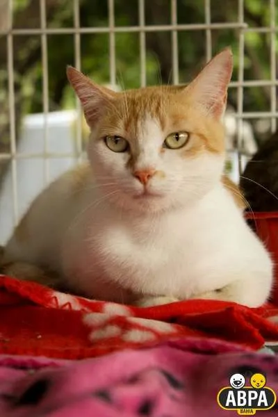 Gato raça SRD idade 3 anos nome Mari