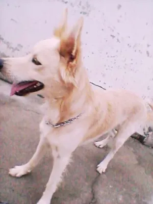 Cachorro raça Vira-lata idade 1 ano nome Zeus