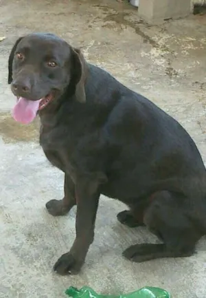 Cachorro raça LABRADORA idade 3 anos nome LUANA