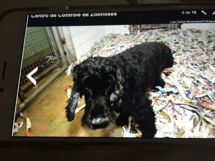 Cachorro ra a COCKER idade  nome BOBBY