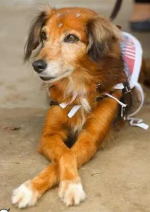 Cachorro raça SRD idade 6 ou mais anos nome Mel