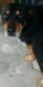 Cachorro ra a Rottweiler idade 3 anos nome REX