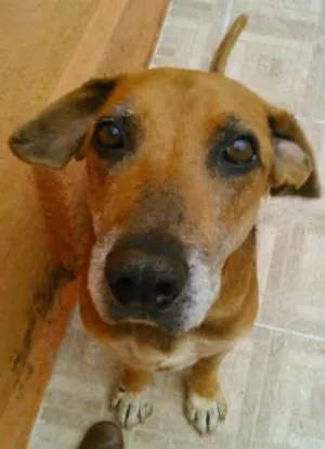 Cachorro raça Perdigueiro idade 6 ou mais anos nome SANSÃO