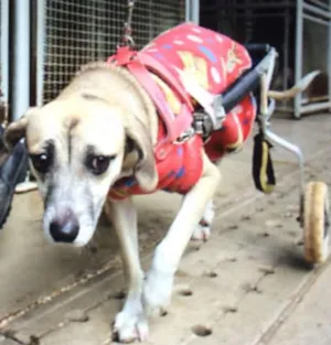Cachorro raça SRD idade 4 anos nome ANGEL