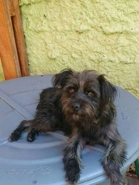 Cachorro ra a SRD idade 1 ano nome Cirkinho