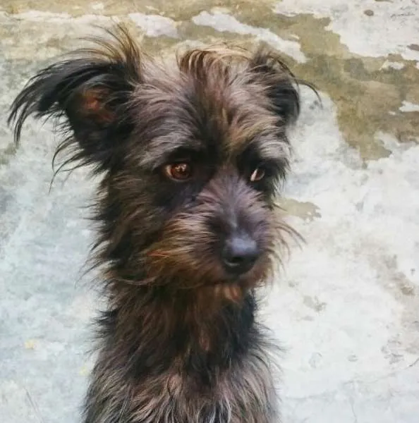 Cachorro ra a SRD idade 1 ano nome Cirkinho
