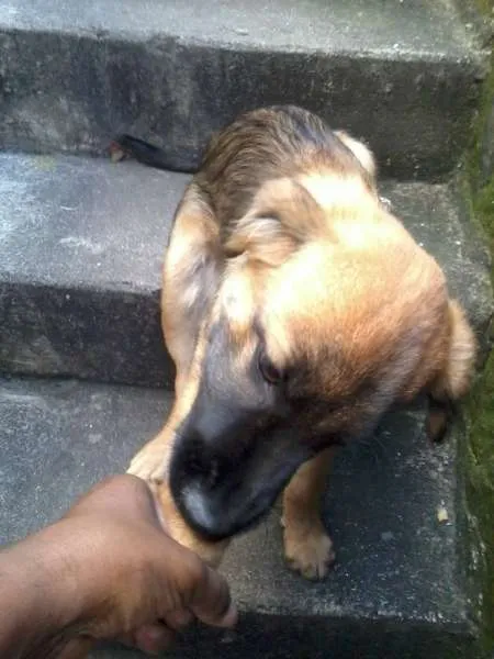 Cachorro ra a  idade 2 a 6 meses nome Spyke