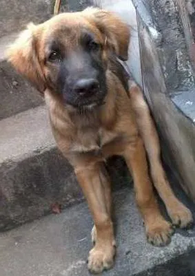 Cachorro raça  idade 2 a 6 meses nome Spyke