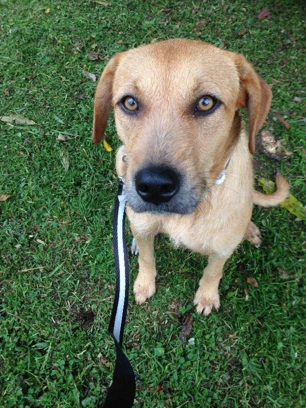 Cachorro ra a SRD idade 1 ano nome Margarida