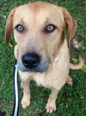 Cachorro raça SRD idade 1 ano nome Margarida