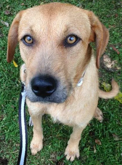 Cachorro ra a SRD idade 1 ano nome Margarida