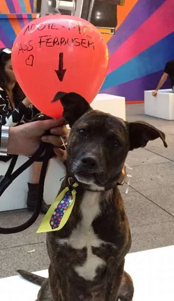 Cachorro ra a SRD idade 3 anos nome Ferrugem 