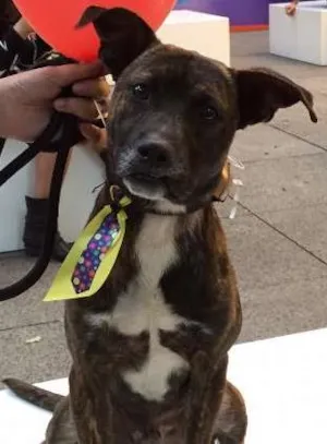 Cachorro raça SRD idade 3 anos nome Ferrugem 