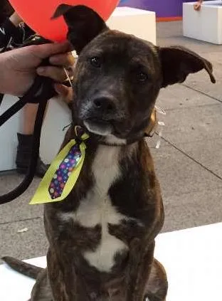Cachorro ra a SRD idade 3 anos nome Ferrugem 