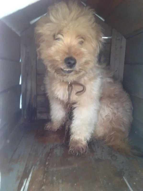 Cachorro ra a Vira-lata  idade 1 ano nome Boby