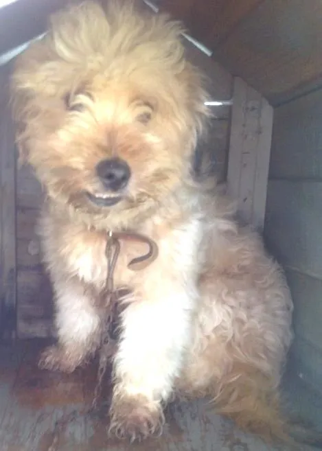 Cachorro ra a Vira-lata  idade 1 ano nome Boby