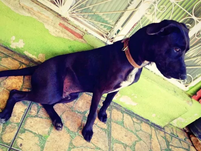 Cachorro ra a Pinscher idade 1 ano nome Scooby