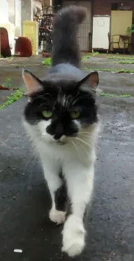 Gato raça Mestiça de persa idade 7 a 11 meses nome Não tem