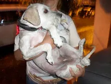 Cachorro raça SRD idade 7 a 11 meses nome Nanny