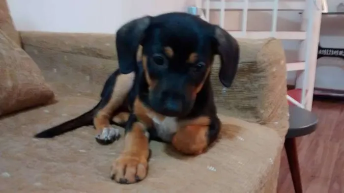 Cachorro ra a SRD idade 2 a 6 meses nome Bebes