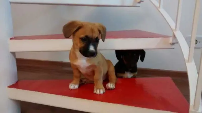 Cachorro ra a SRD idade 2 a 6 meses nome Bebes