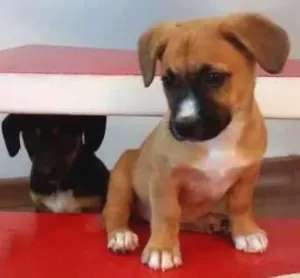 Cachorro raça SRD idade 2 a 6 meses nome Bebes