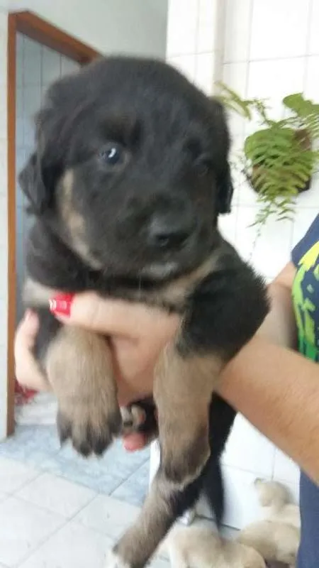 Cachorro ra a vira lata com golden idade Abaixo de 2 meses nome nao tem