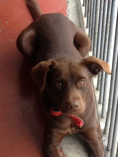 Cachorro ra a Labrador idade 1 ano nome MAICON