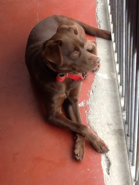 Cachorro ra a Labrador idade 1 ano nome MAICON