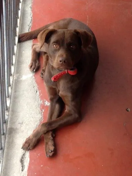 Cachorro ra a Labrador idade 1 ano nome MAICON