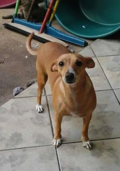 Cachorro ra a SRD idade 2 anos nome Chiquinha