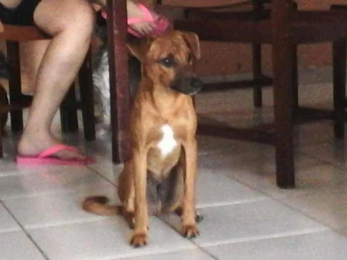 Cachorro ra a SRD idade 1 ano nome Hobbit