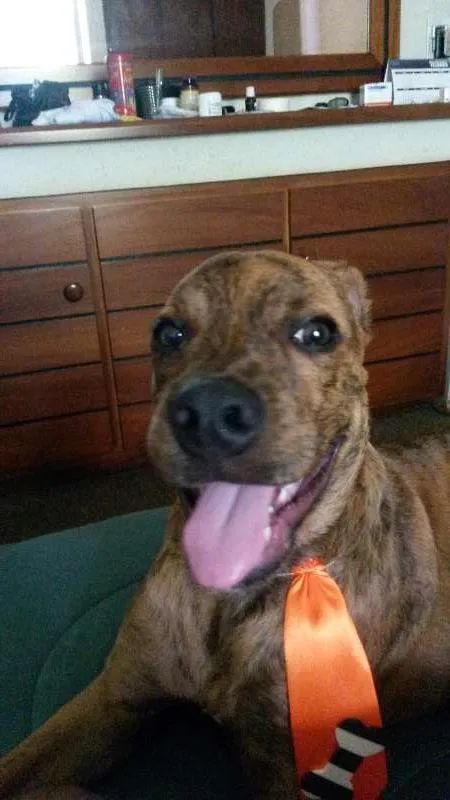 Cachorro ra a Mescla idade 7 a 11 meses nome Wilson