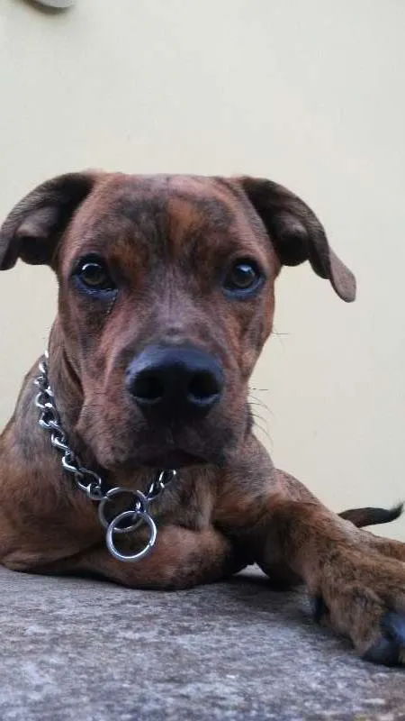 Cachorro ra a Mescla idade 7 a 11 meses nome Wilson