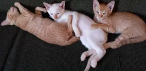 Gato raça indefinido idade  nome ivan