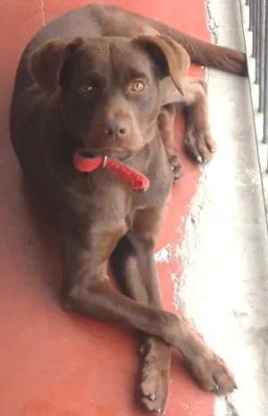 Cachorro raça Labrador idade 1 ano nome MAICON