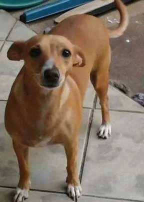 Cachorro raça SRD idade 2 anos nome Chiquinha
