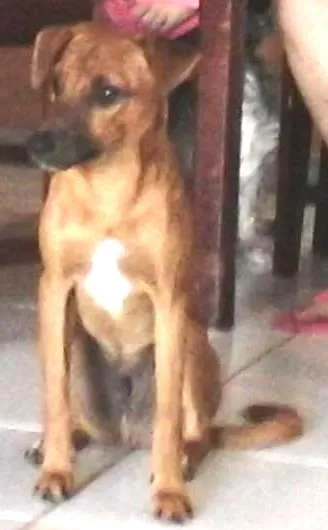 Cachorro ra a SRD idade 1 ano nome Hobbit