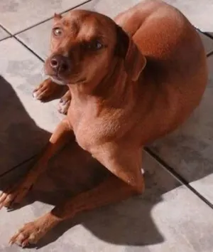 Cachorro raça SRD idade 2 anos nome Mel