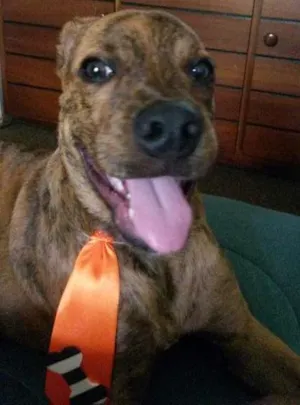 Cachorro raça Mescla idade 7 a 11 meses nome Wilson