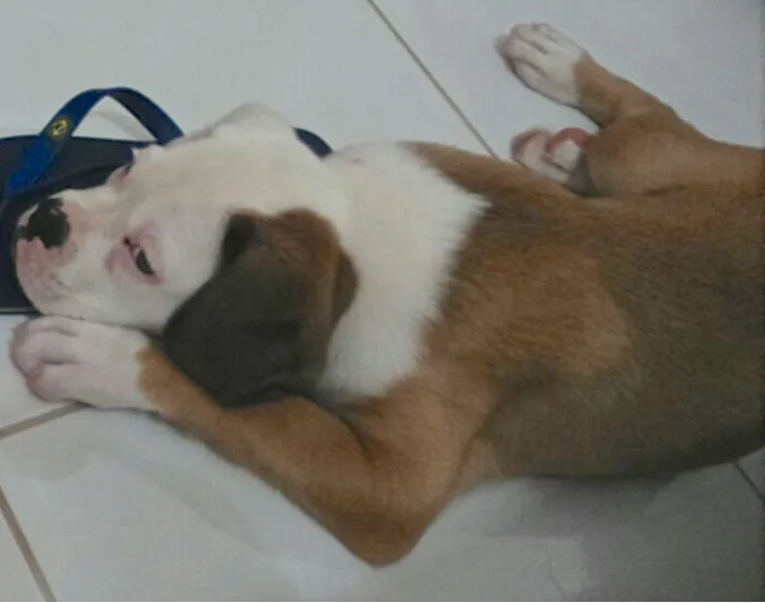 Cachorro ra a Boxer idade 2 a 6 meses nome Thor
